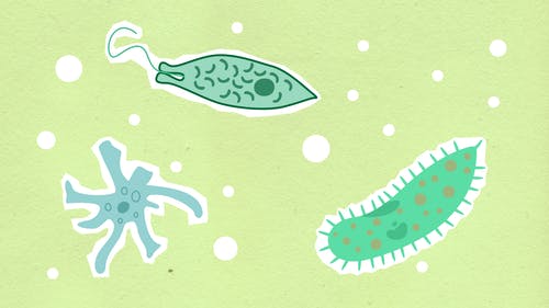 污水處理微生物反應(yīng)原理及影響因素！